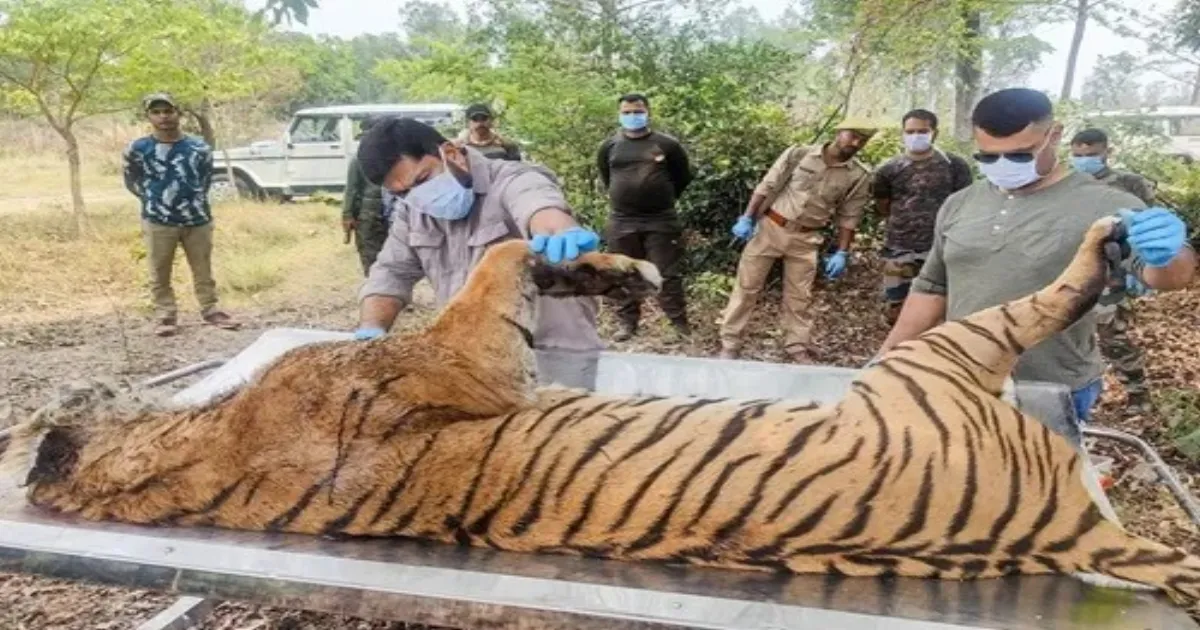 Rescued Tigress From Pilibhit Tiger Reserve Dies After Battle For Survival During Medical Care