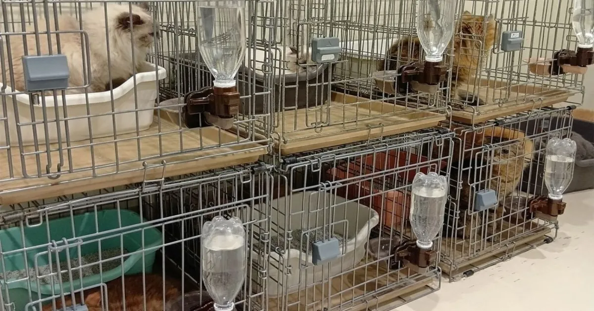 25 Cats Rescued Following Explosion After Japan Earthquake