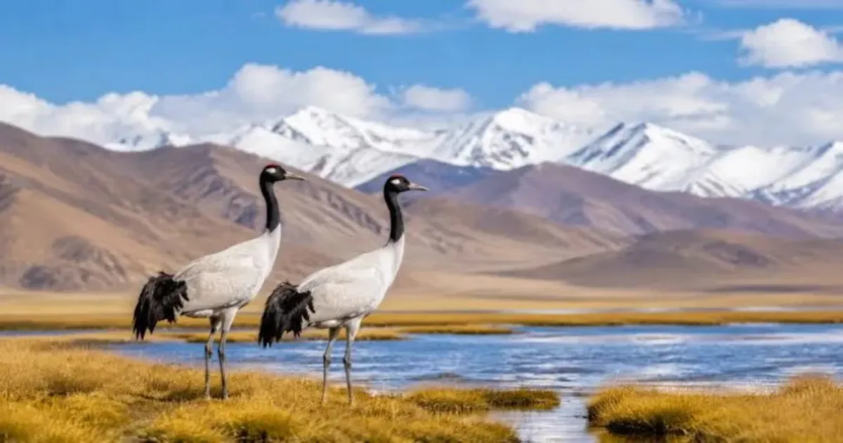 Ladakh Plans Unique Wildlife Safari Experience As Eco-Tourism Initiative Takes Shape