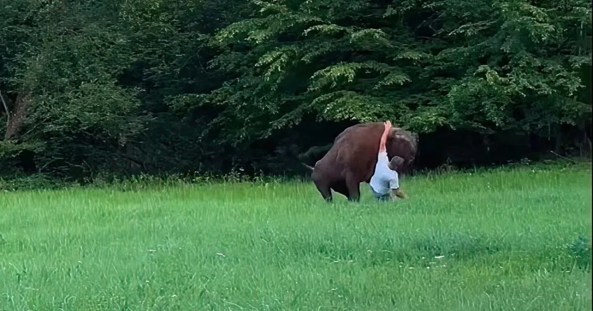Tourist Has Narrow Escape As Bison Charges And Knocks Him Down In Poland