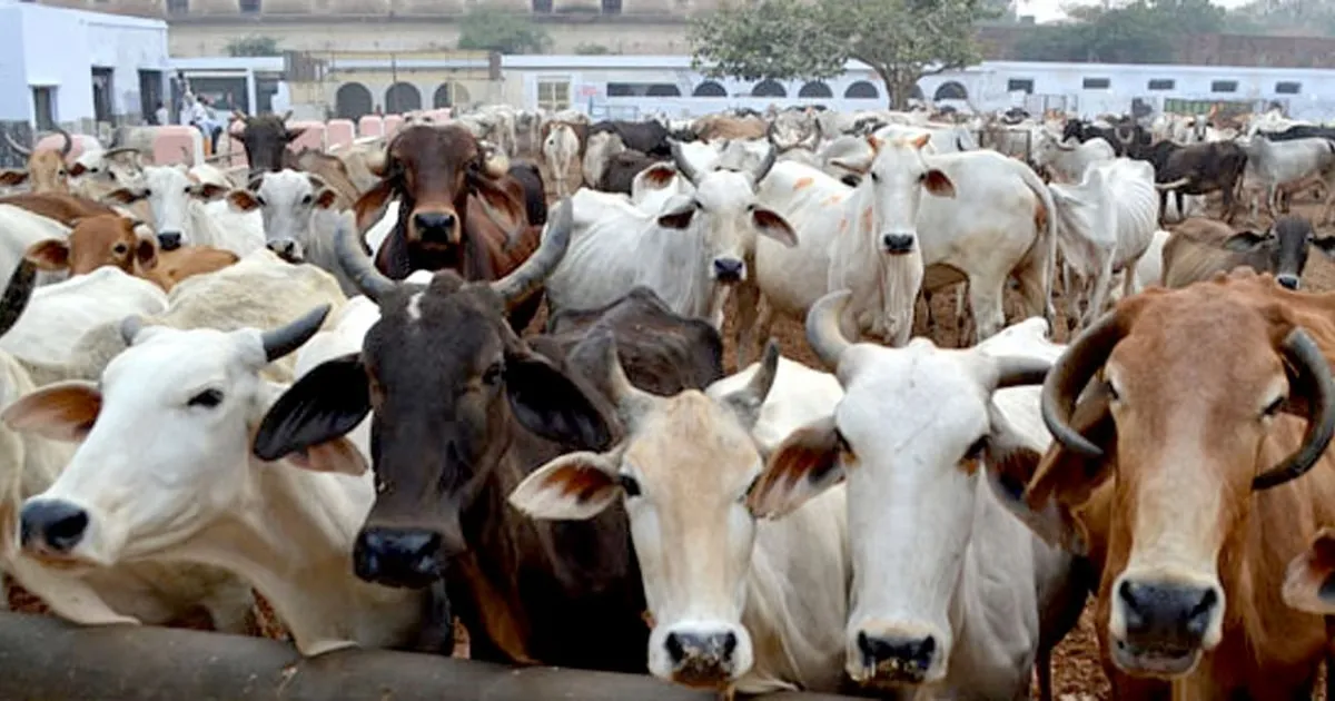 UP Begins Cow Urine Collection Pilot In Bulandshahr, SP Calls It A ‘Scam’