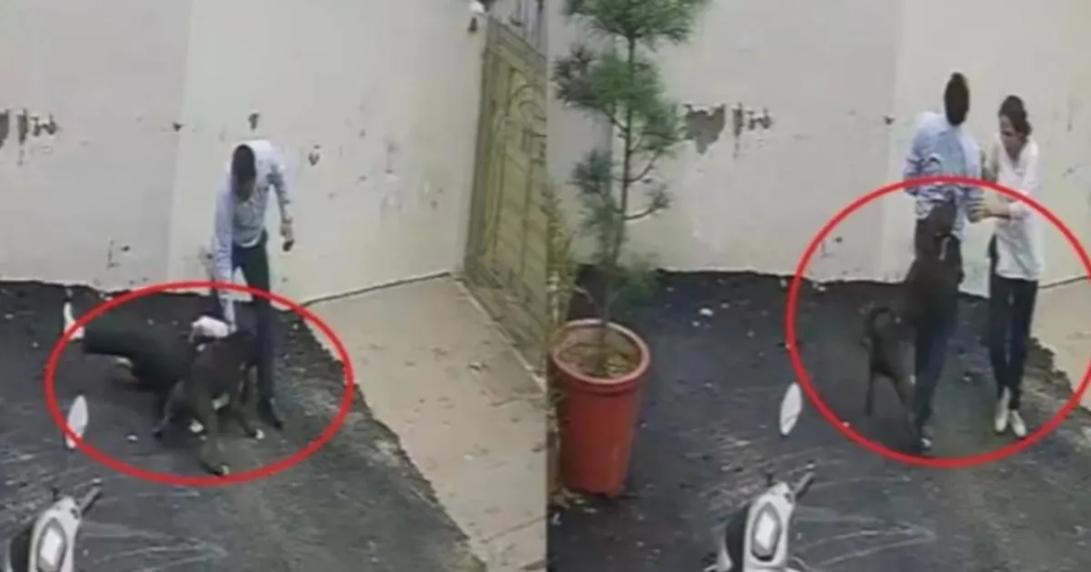 Pitbull Attacks Couple In Punjab, Woman Seriously Injured In On-Camera Incident
