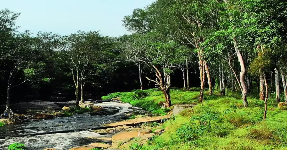 CAG Finds Green India Mission Achieved Only 2% Of Forest Cover Target