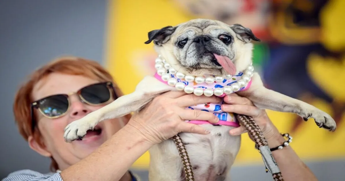 Jinny Lu Named 2026 World’s Ugliest Dog After Winning Annual California Contest