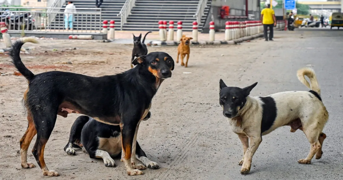 Stray Dog Scare Forces Closure Of 10 Chamoli Schools For Four Days In Uttarakhand