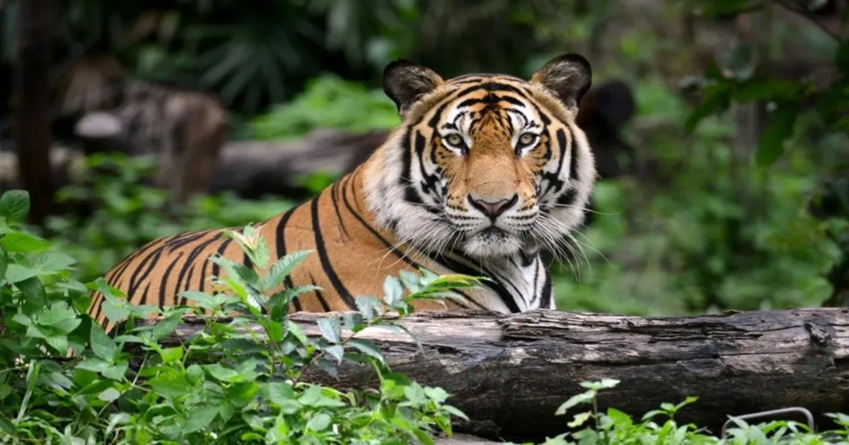 Uttarakhand Reports 2,046 Big Cat Attacks As Shrinking Habitats Intensify Human-Wildlife Conflict