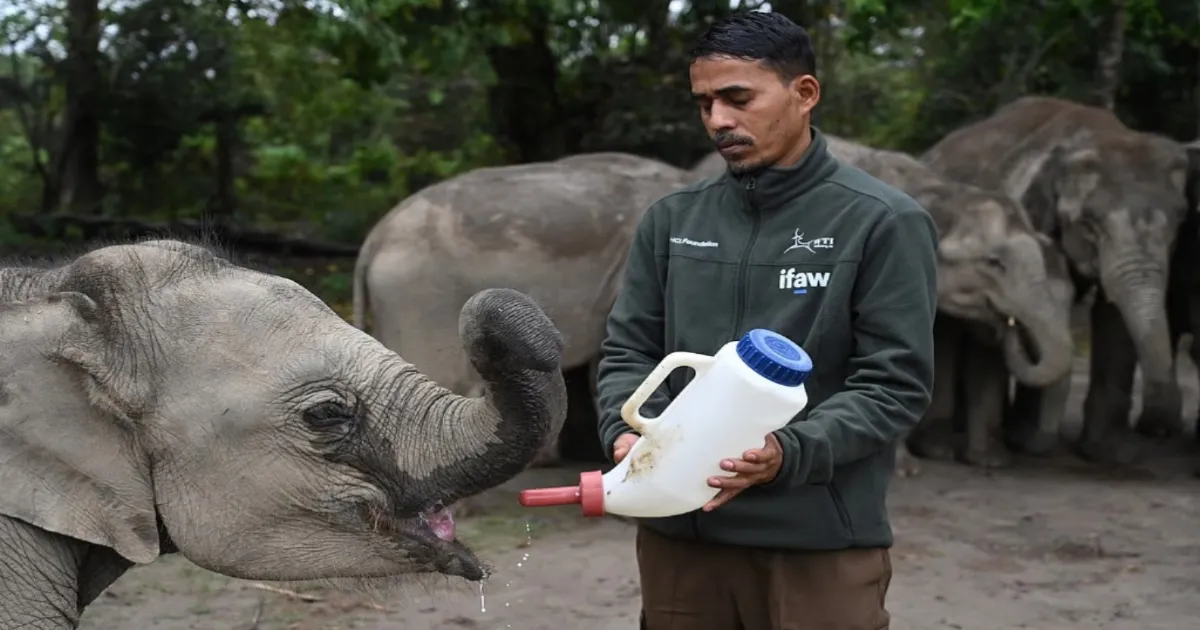 Assam’s CWRC Completes 25 Years Of Wildlife Rescue And Rehabilitation