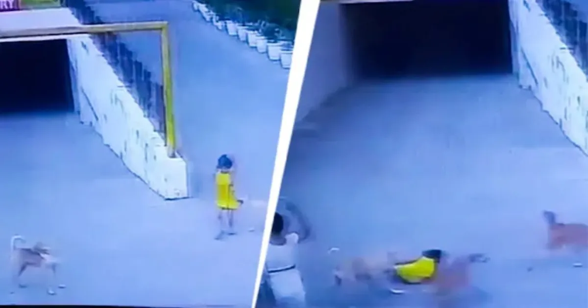 Six-Year-Old Ghaziabad Girl Safely Saved Following Stray Dogs Assault