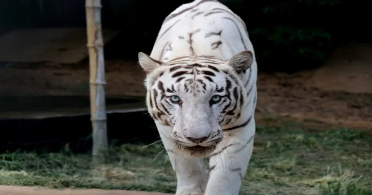 Uttarakhand Prepares To Welcome Its First Rare White Tigers In Dehradun