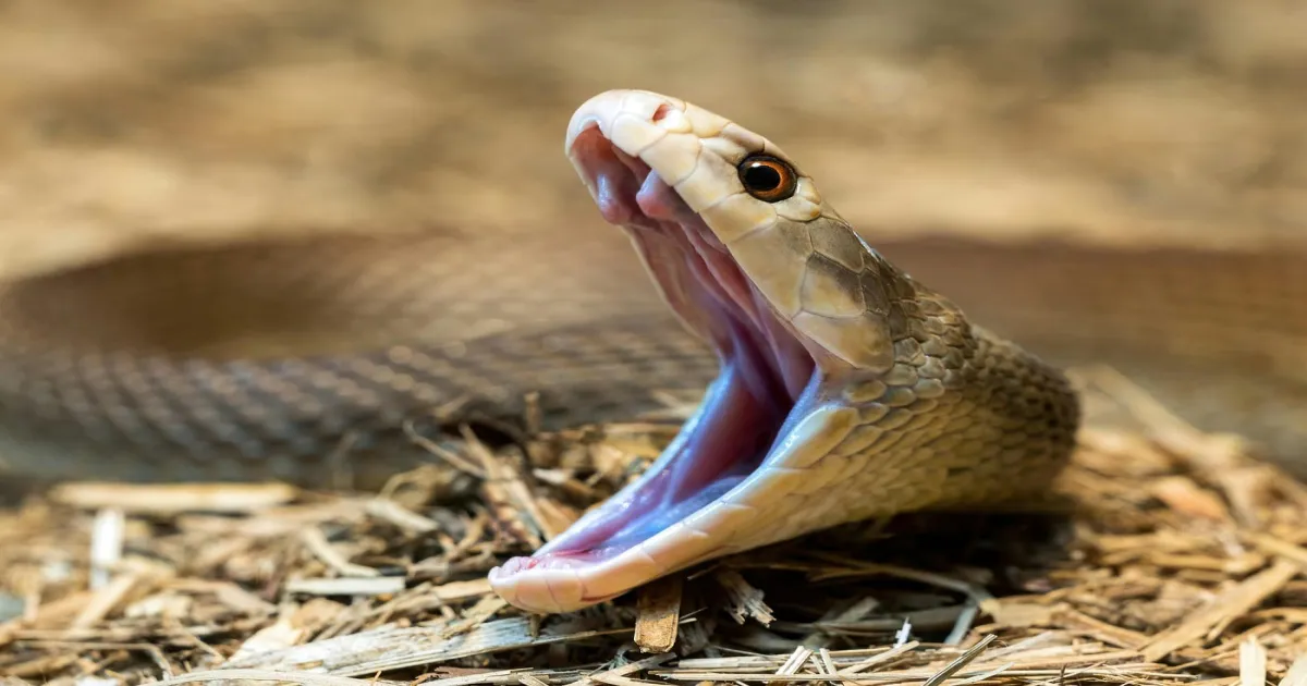 After 9/11 Shut Down US Skies, One Jet Flew Antivenom to Save Snakebite Victim