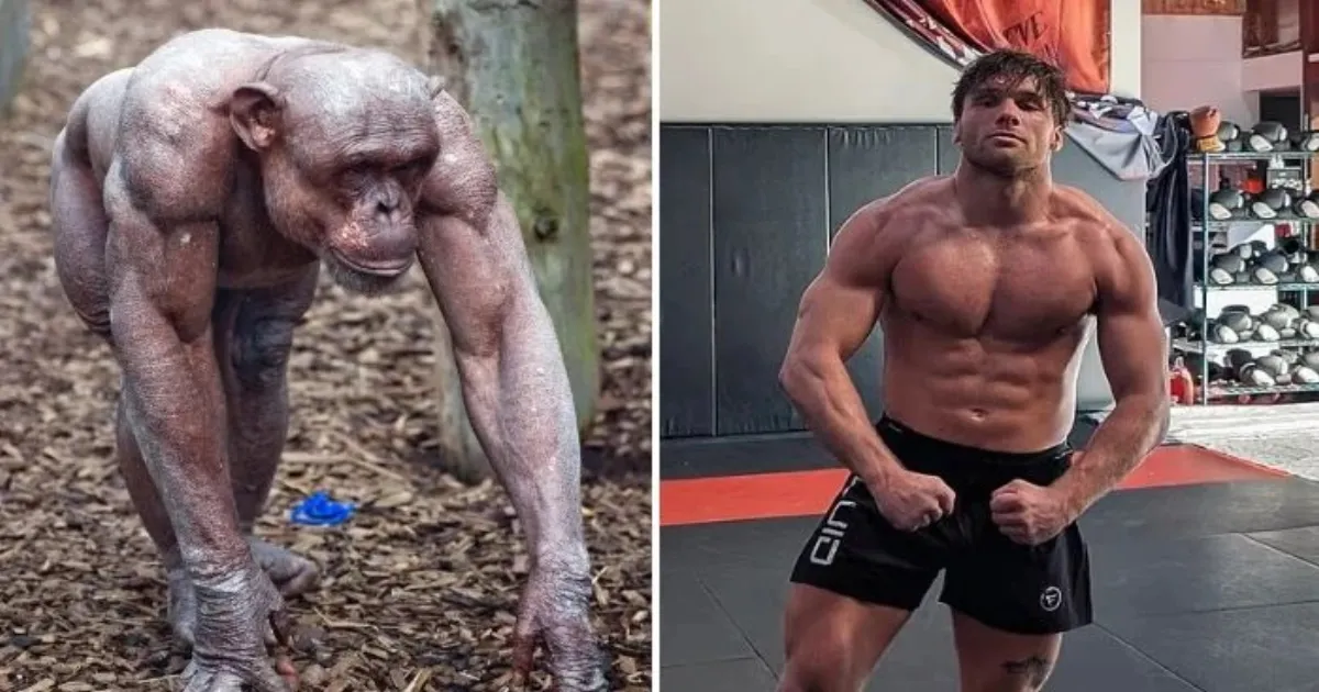 MMA Fighter Calls Off Chimpanzee Bout, Shifting Focus To Animal Welfare And Wildlife Protection