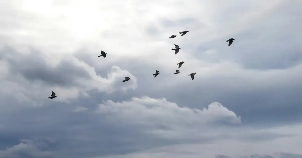 NATO Jets Mobilised After Suspected Drone Sighting, Only To Find Birds Flying Nearby Instead
