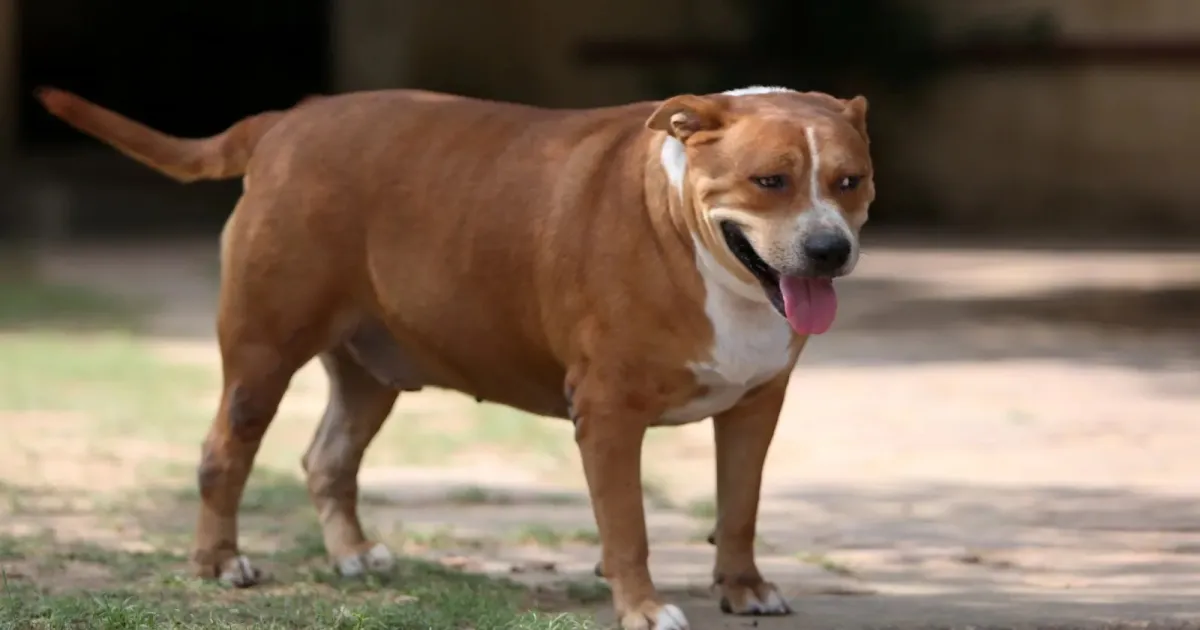 Fat Dogs Of Delhi Competition Examines Risks Of Overweight Community Dogs