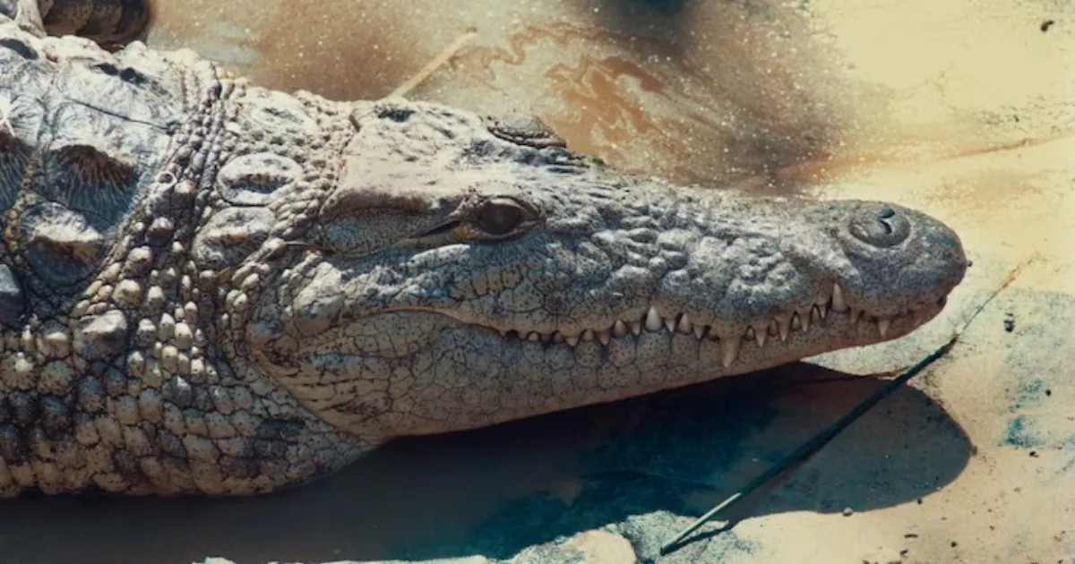 Singapore Man Charged Over Fake AI Crocodile Image That Triggered Reservoir Search
