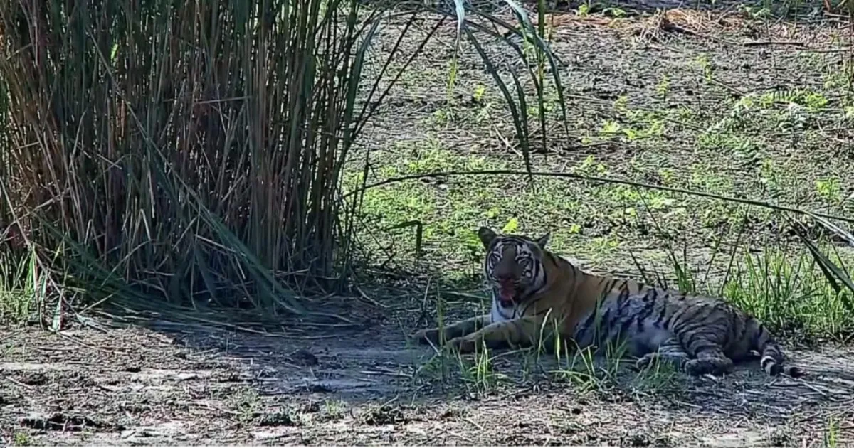 Buxa Tiger Reserve Welcomes Tigress From Bihar, Marking Return Of Roar After Eight Years