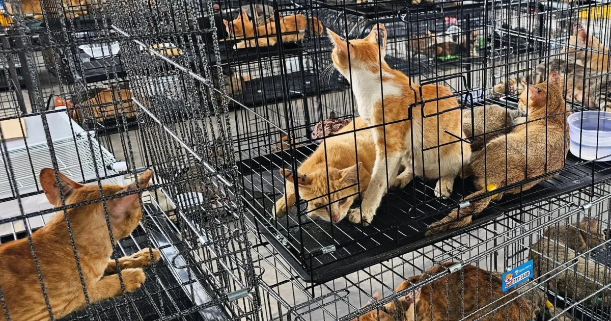 12 Arrested In Ho Chi Minh City Over Alleged Theft Of 2,700 Cats