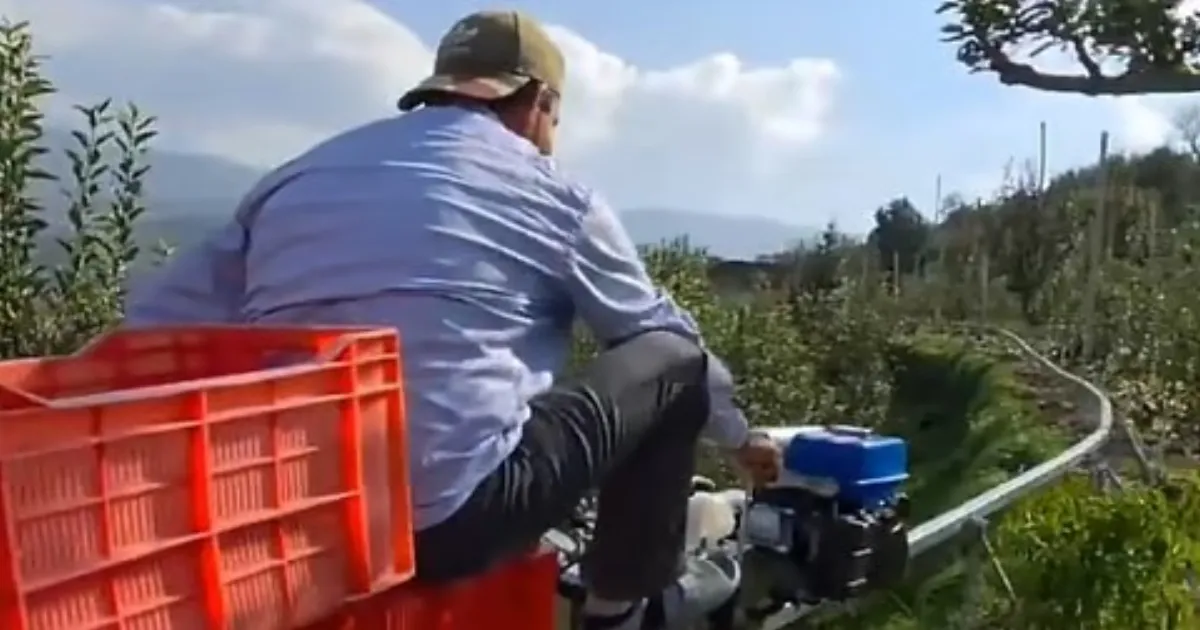 Labour Crunch Pushes Himachal Apple Farmers To Trial Chinese Monorail Transport Technology In Orchards