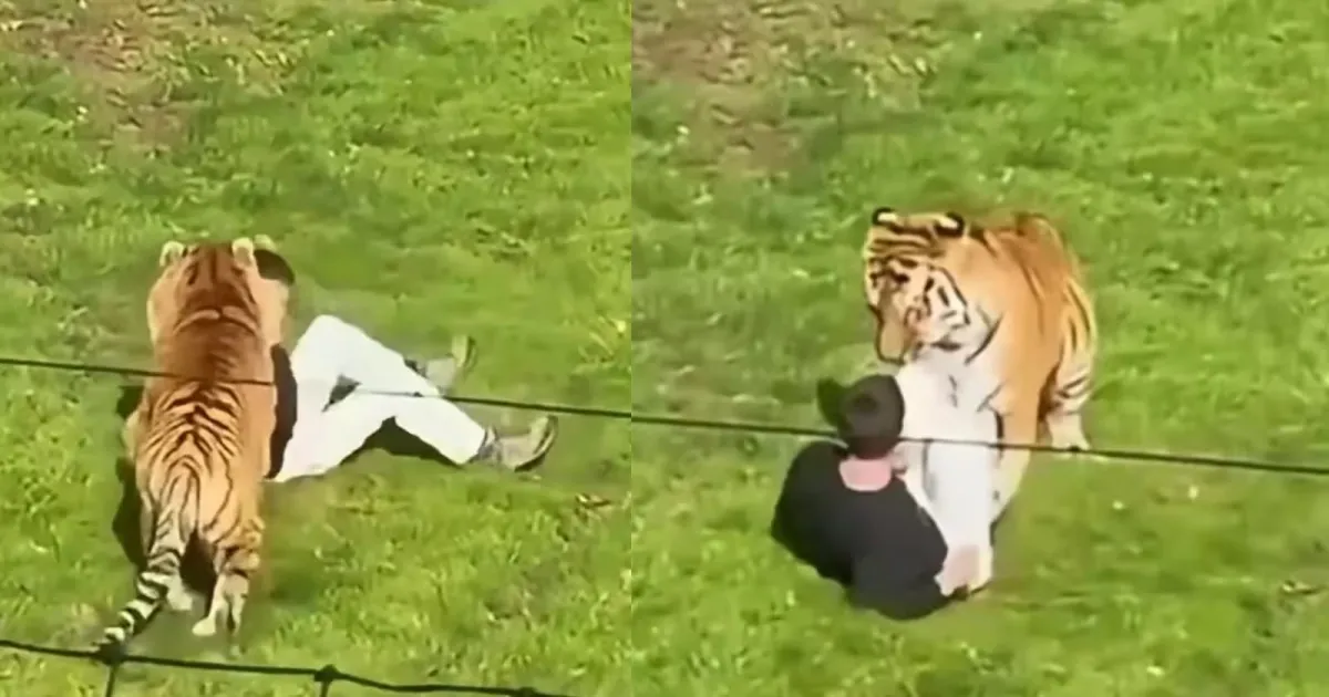 UK Zoo Tragedy: Tiger Kills Man After He Enters Its Enclosure, Authorities Investigate Fatal Incident