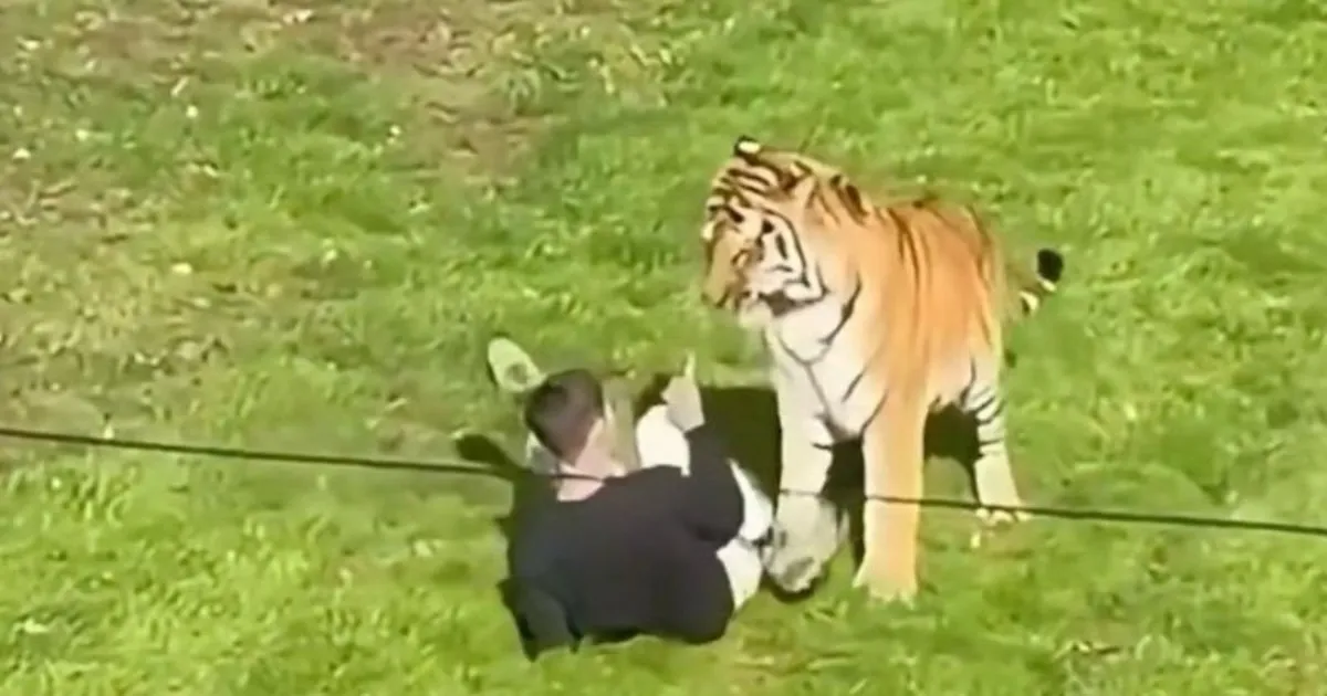 UK Wildlife Park Rejects Euthanasia After Siberian Tiger Fatally Attacks Man Inside Enclosure