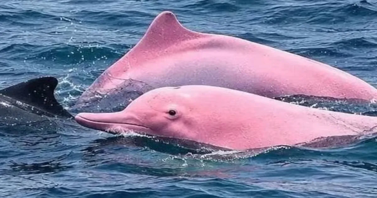 Rare Pink Dolphin Spotted Off Oman Coast Leaves Beachgoers Astonished