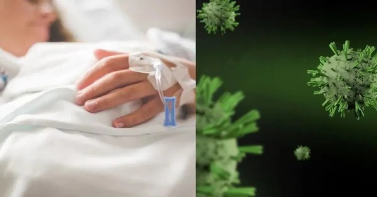 Shamonda Virus In France, Symptoms, Transmission And Potential Health Risks Explained