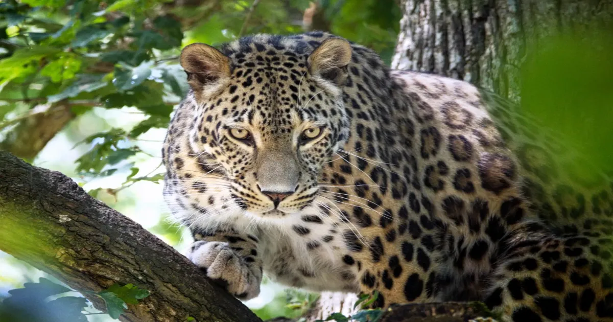 Zookeeper Hospitalised After Leopard Mauls Him Inside Netherlands Zoo 