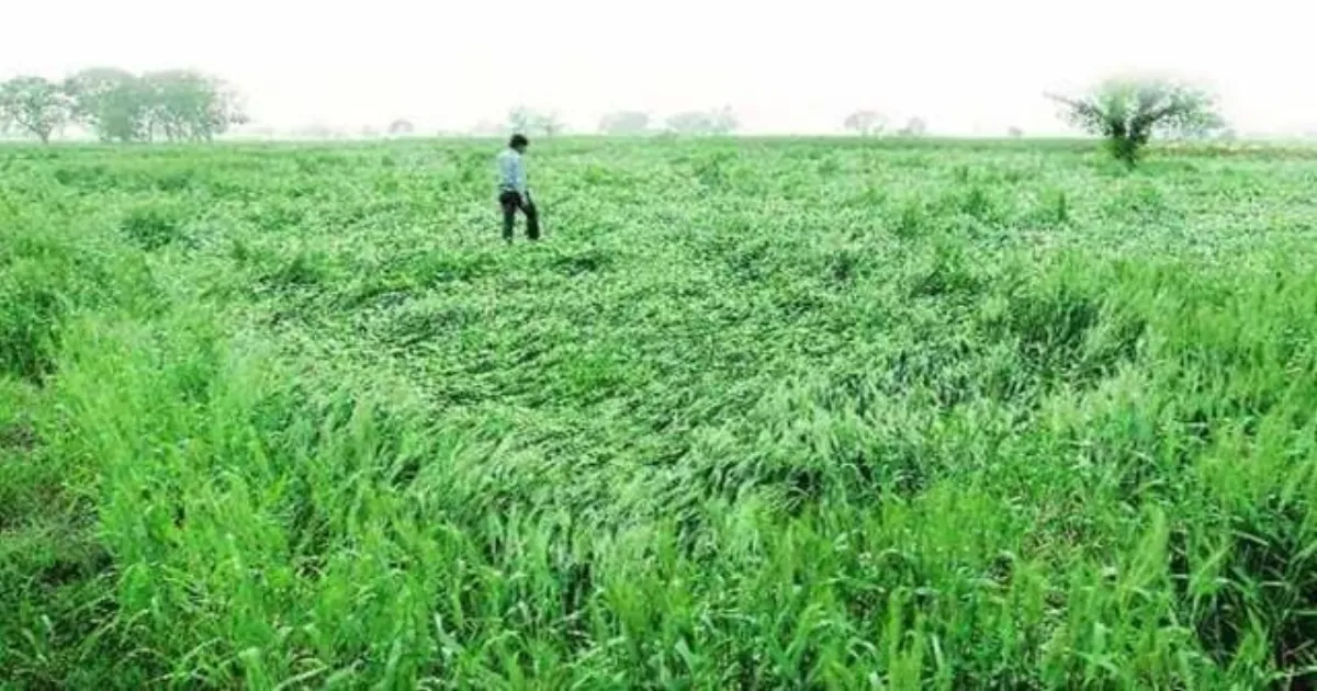 Delhi Plans Possible Agricultural Land Rate Revision, Ending 18 Years Without A Major Update