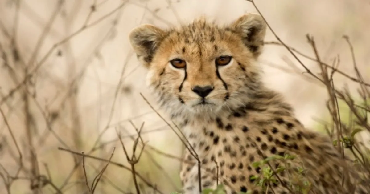 Suspected Cheetah Poaching Prompts Central Inquiry, Marking A Rare Wildlife Crime In India