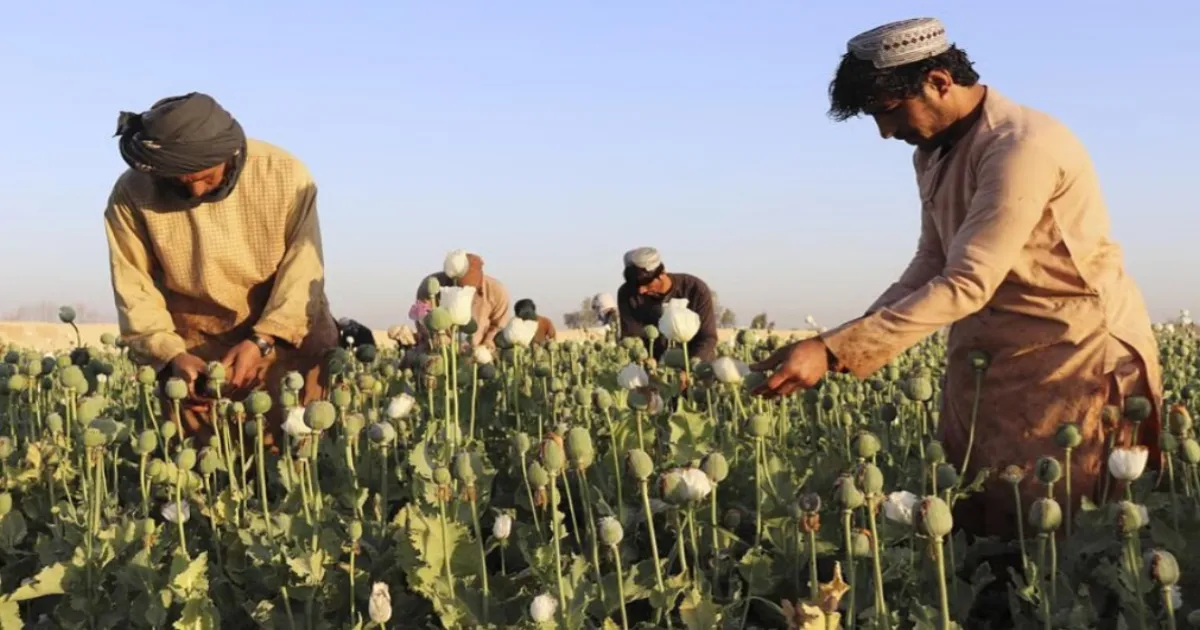 UN Warns Afghanistan’s Poppy Farming Is Rising Despite Taliban’s Ban On Opium Production