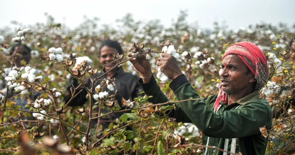 Cotton Imports To Remain Exempt From Customs Duty Until December 31 Following Centre's Decision